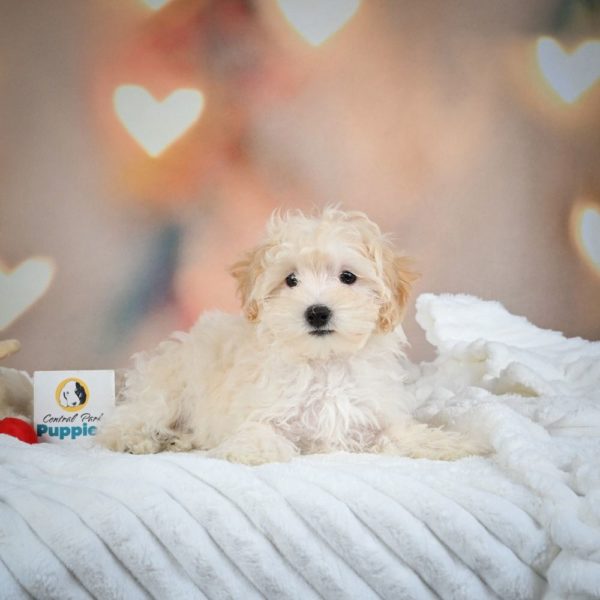 F1 Maltipoo Puppy for Sale