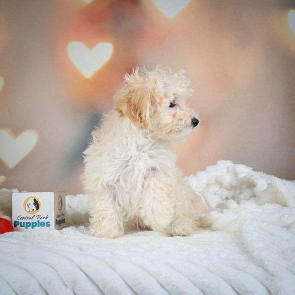 F1 Maltipoo Puppy for Sale