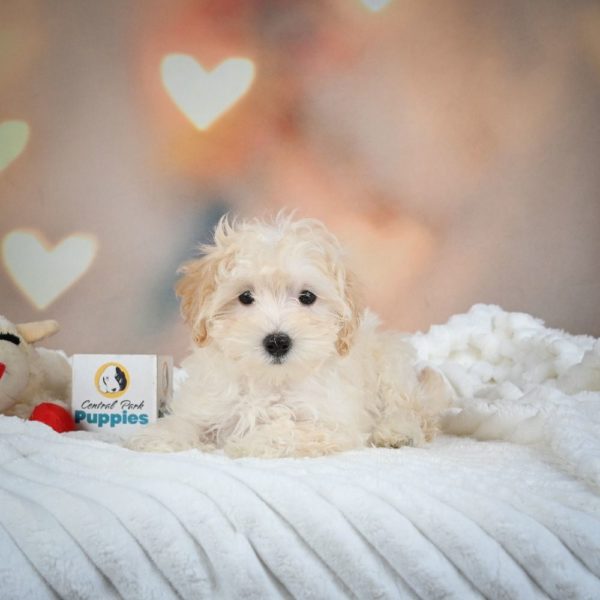 F1 Maltipoo Puppy for Sale