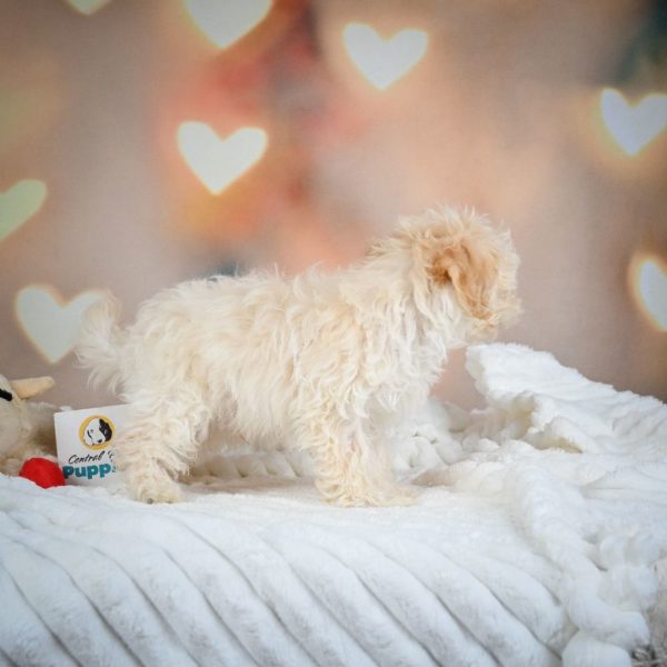 F1 Maltipoo Puppy for Sale