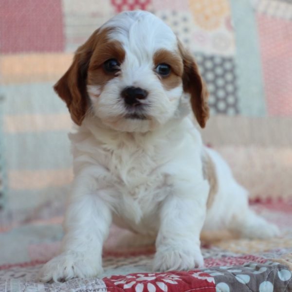 F1b Toy Cavapoo Puppy for Sale