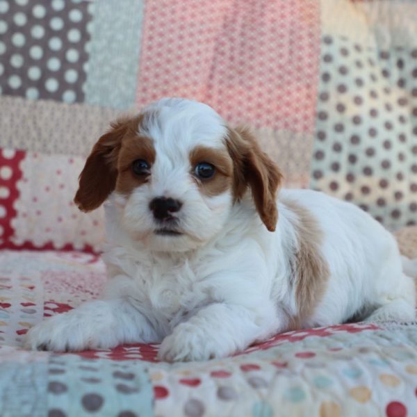 F1b Toy Cavapoo Puppy for Sale