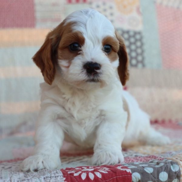 F1b Toy Cavapoo Puppy for Sale