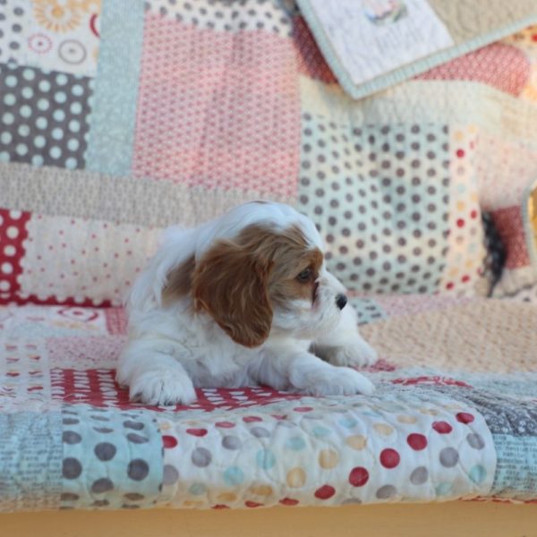 F1b Toy Cavapoo Puppy for Sale