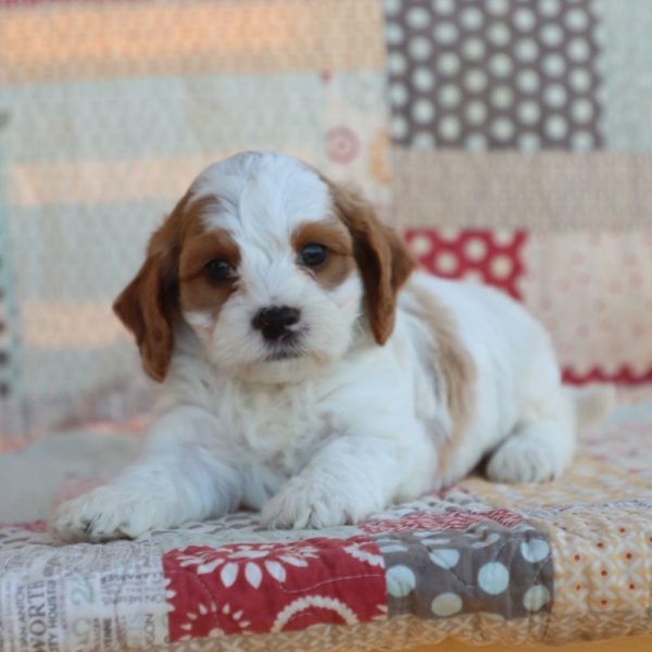 F1b Toy Cavapoo Puppy for Sale