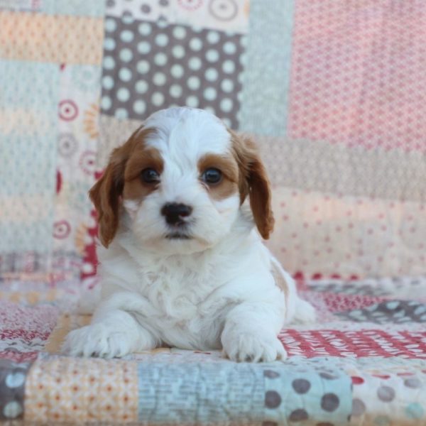 F1b Toy Cavapoo Puppy for Sale