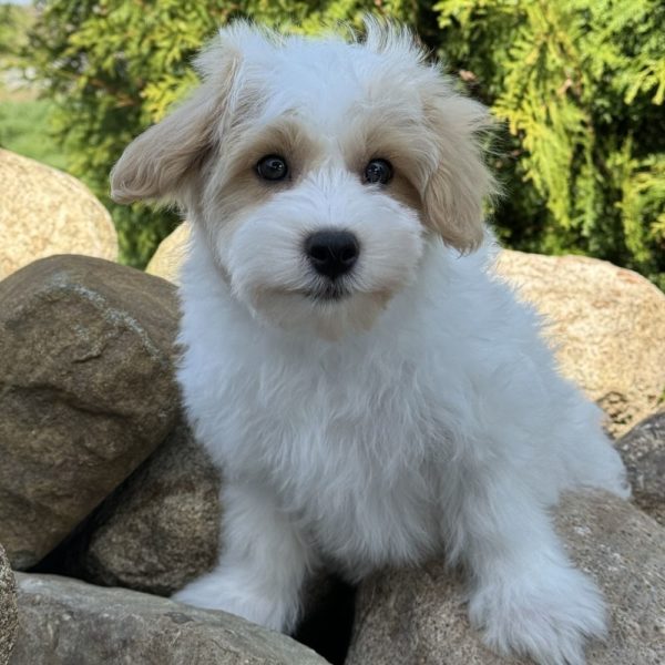 F1 Maltipoo Puppy for Sale