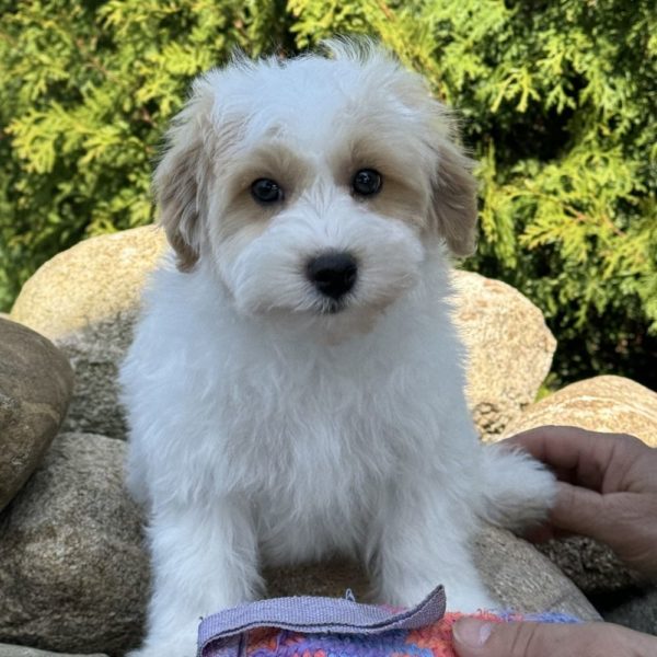 F1 Maltipoo Puppy for Sale