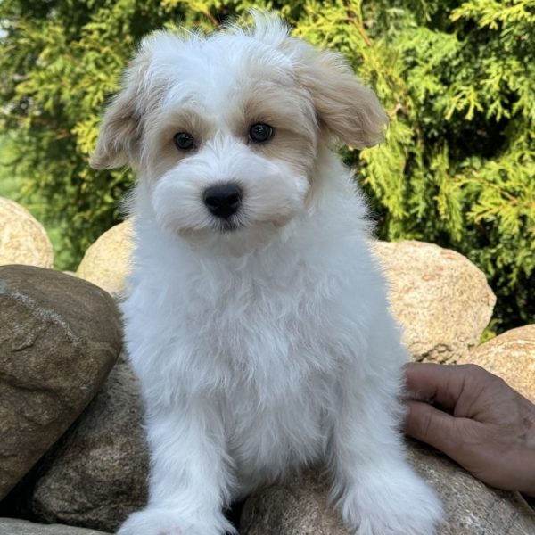 F1 Maltipoo Puppy for Sale