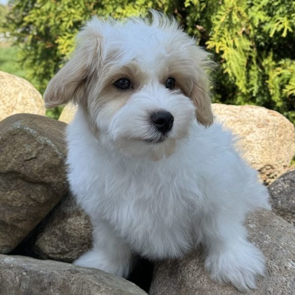 F1 Maltipoo Puppy for Sale