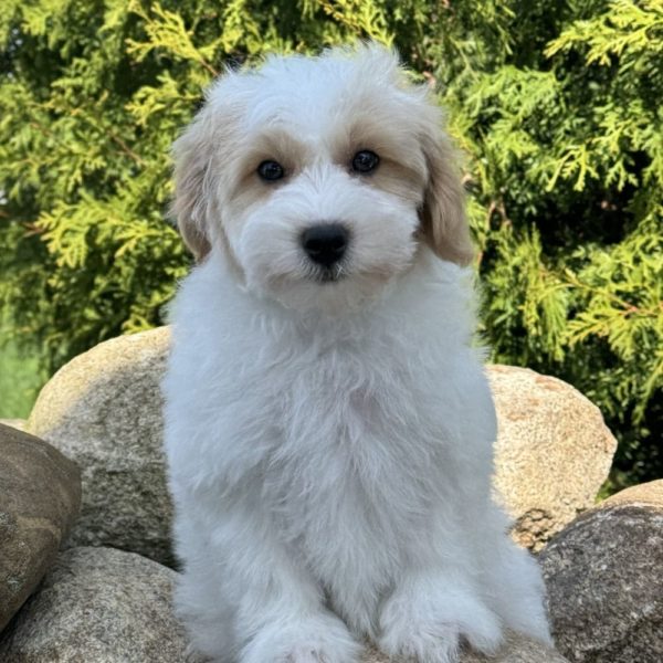 F1 Maltipoo Puppy for Sale