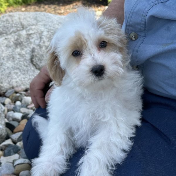 F1 Maltipoo Puppy for Sale