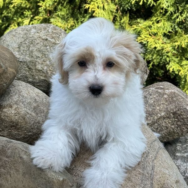F1 Maltipoo Puppy for Sale