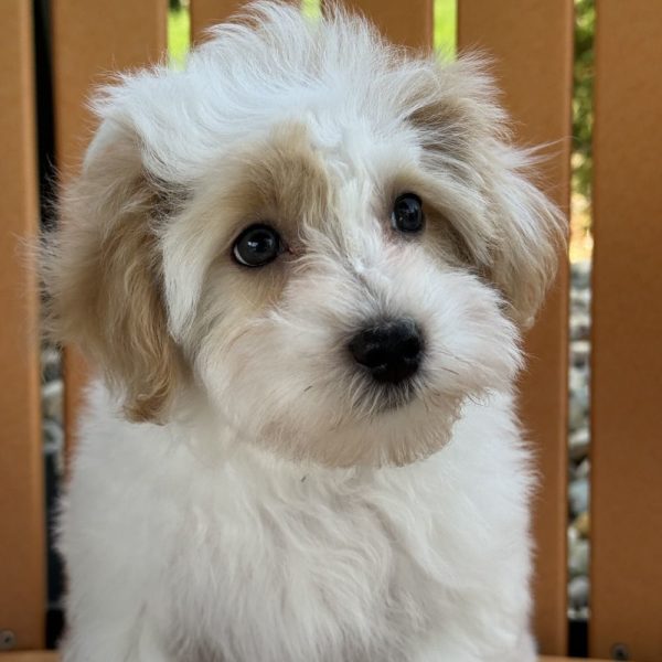 F1 Maltipoo Puppy for Sale