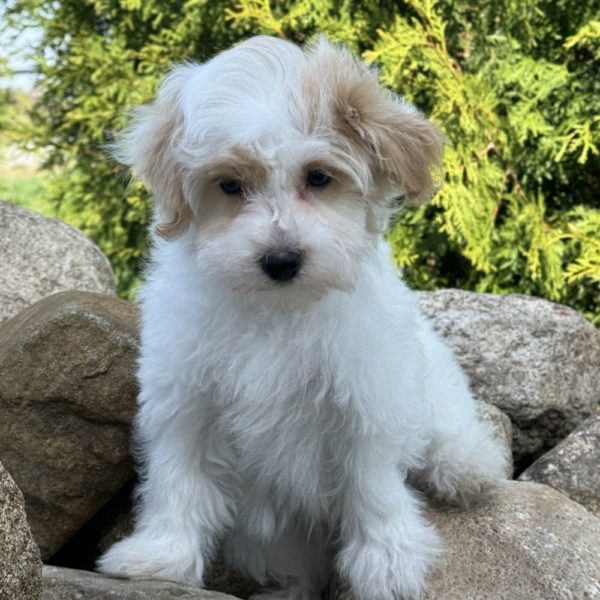 F1 Maltipoo Puppy for Sale