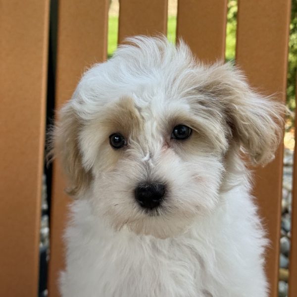 F1 Maltipoo Puppy for Sale