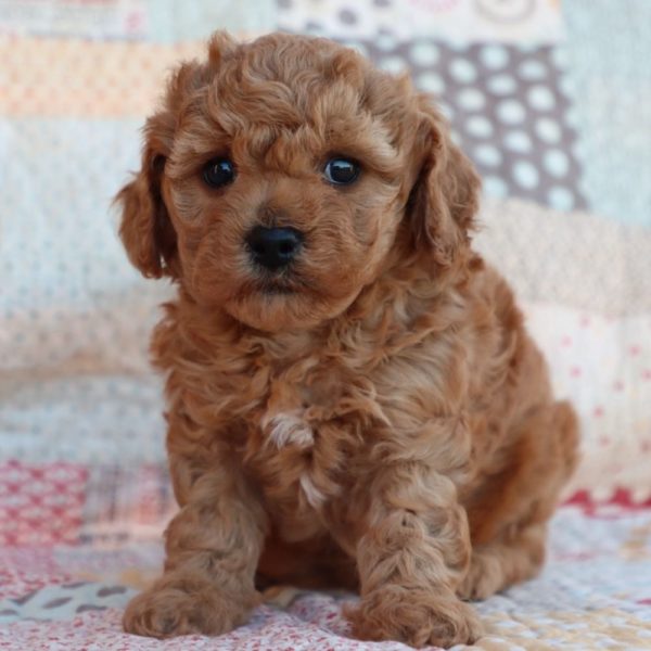 F1b Toy Cavapoo Puppy for Sale