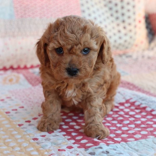 F1b Toy Cavapoo Puppy for Sale