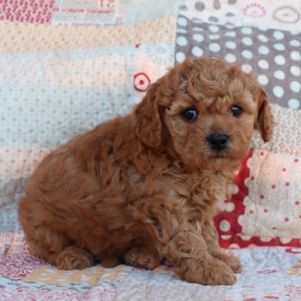 F1b Toy Cavapoo Puppy for Sale