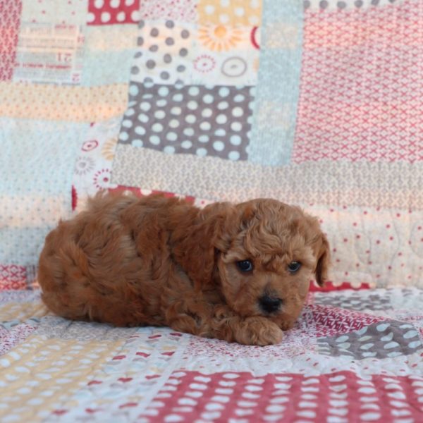 F1b Toy Cavapoo Puppy for Sale