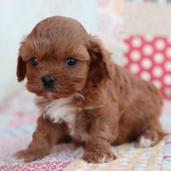 F1b Toy Cavapoo Puppy for Sale