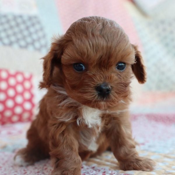 F1b Toy Cavapoo Puppy for Sale