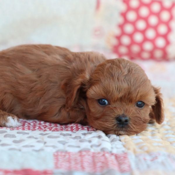 F1b Toy Cavapoo Puppy for Sale