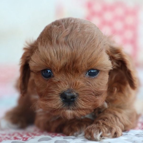 F1b Toy Cavapoo Puppy for Sale