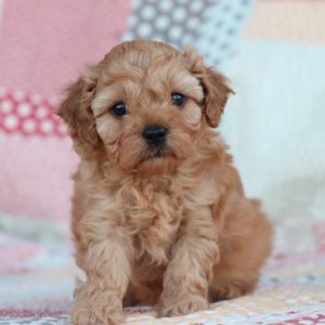 F1b Toy Cavapoo Puppy for Sale
