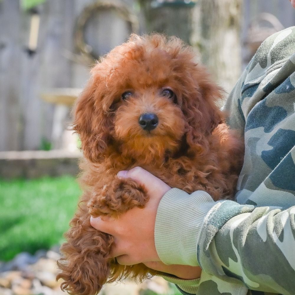 Miniature Poodle Puppy for Sale in NYC