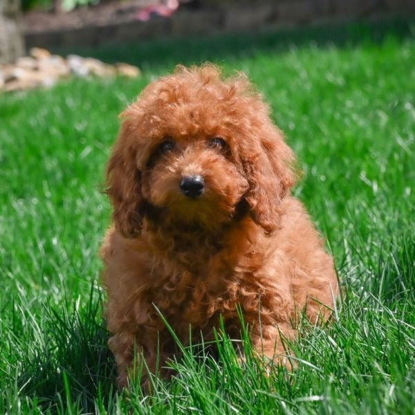 Miniature Poodle Puppy for Sale