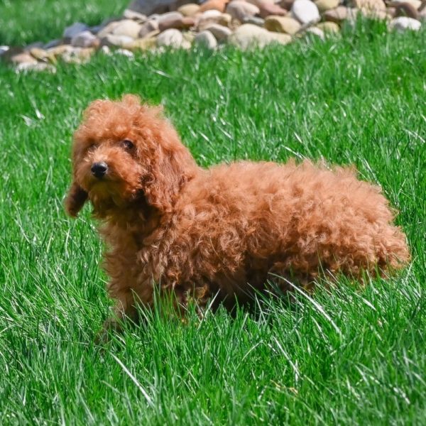 Miniature Poodle Puppy for Sale