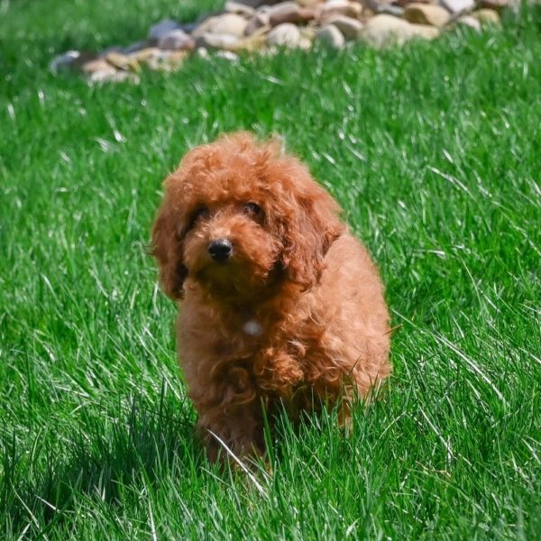 Miniature Poodle Puppy for Sale