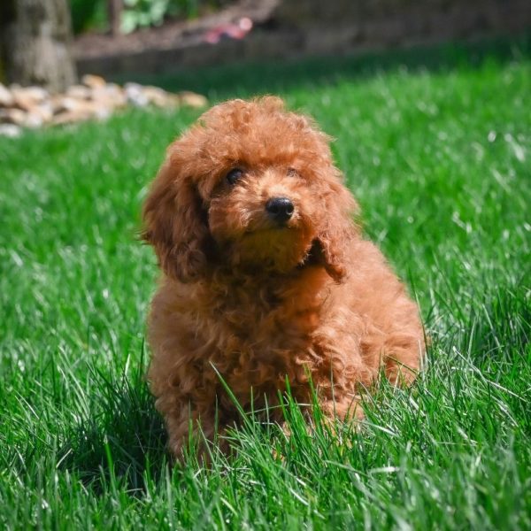 Miniature Poodle Puppy for Sale