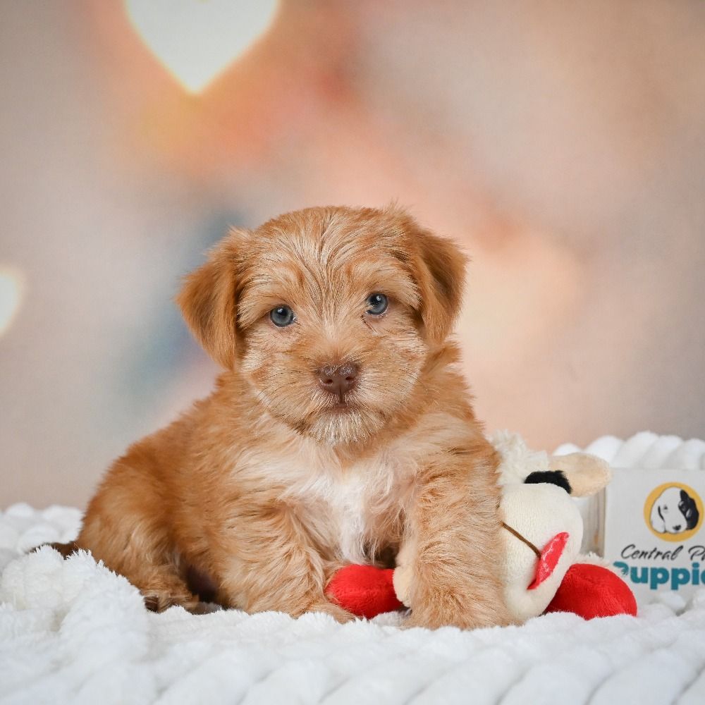 F1 Morkie Puppy for Sale in NYC