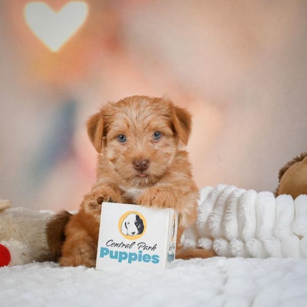 F1 Morkie Puppy for Sale
