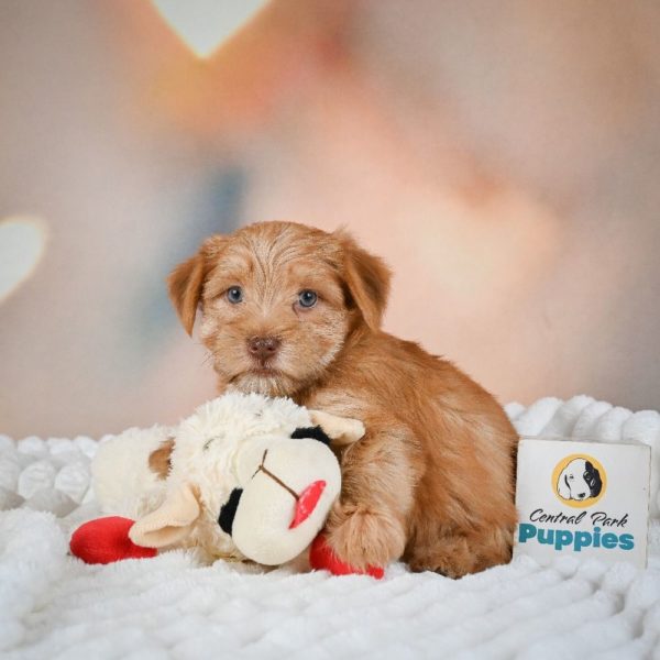 F1 Morkie Puppy for Sale