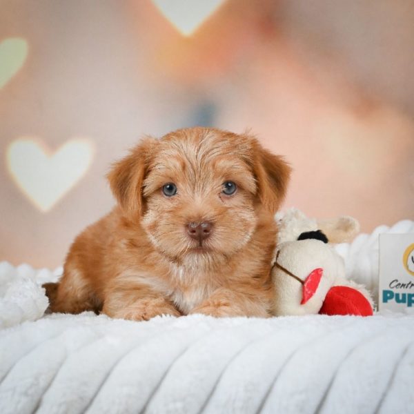 F1 Morkie Puppy for Sale