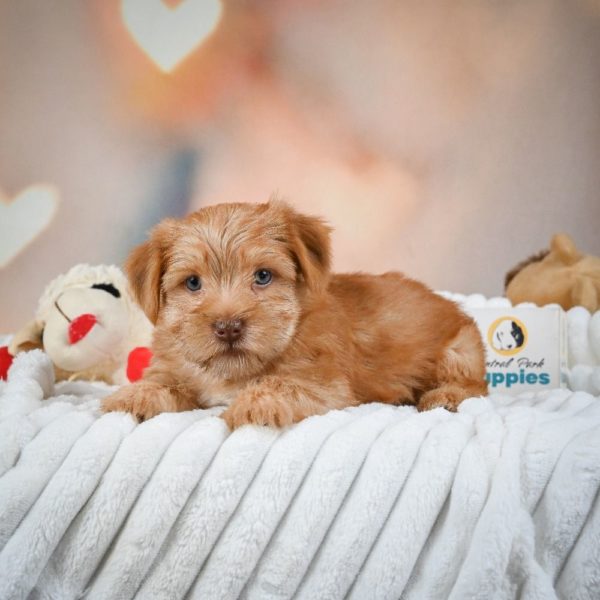 F1 Morkie Puppy for Sale