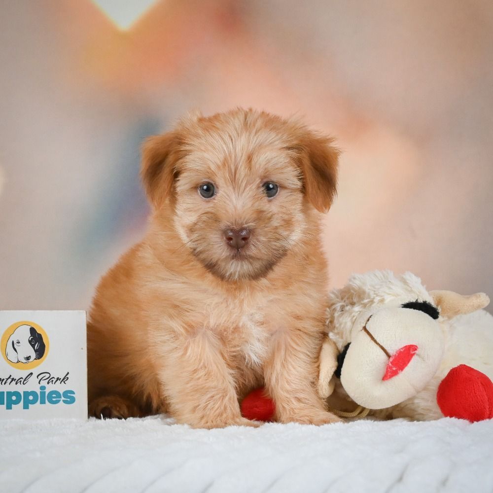 F1 Morkie Puppy for Sale in NYC