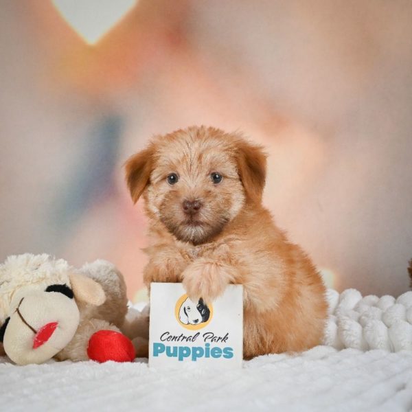 F1 Morkie Puppy for Sale