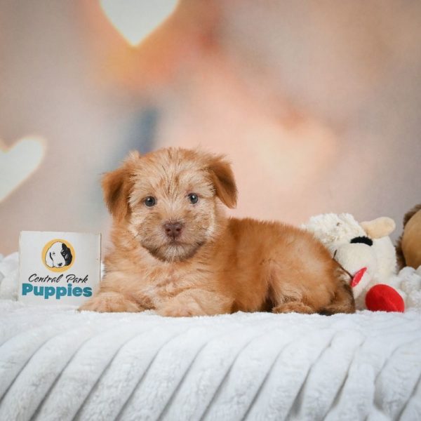 F1 Morkie Puppy for Sale