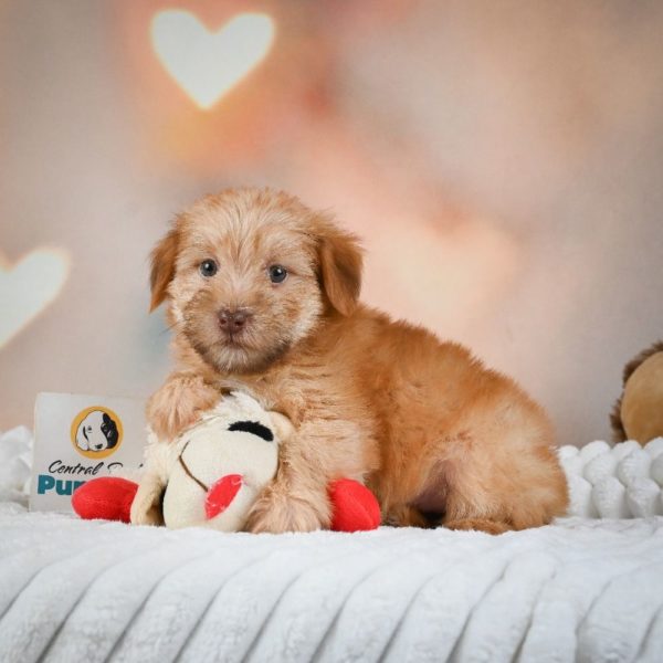 F1 Morkie Puppy for Sale