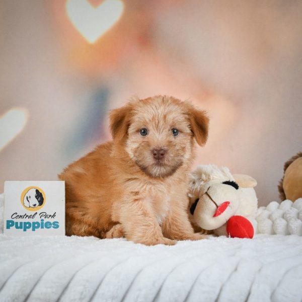 F1 Morkie Puppy for Sale