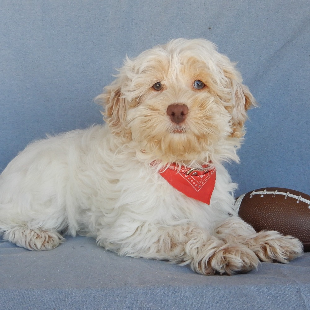 F1 Cockapoo Puppy for Sale in NYC