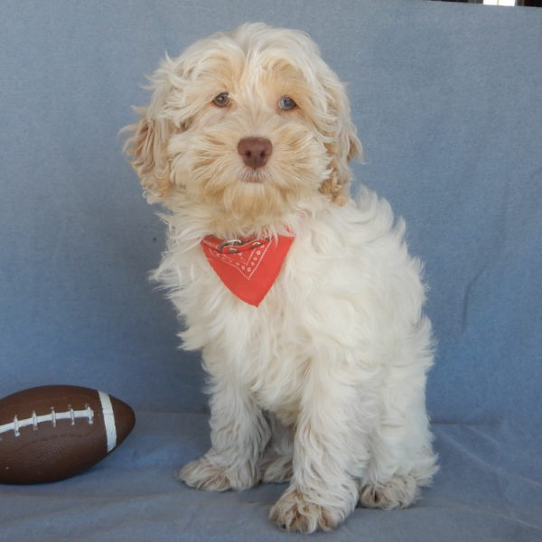 F1 Cockapoo Puppy for Sale