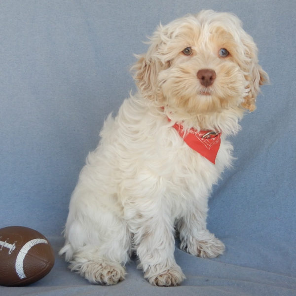F1 Cockapoo Puppy for Sale