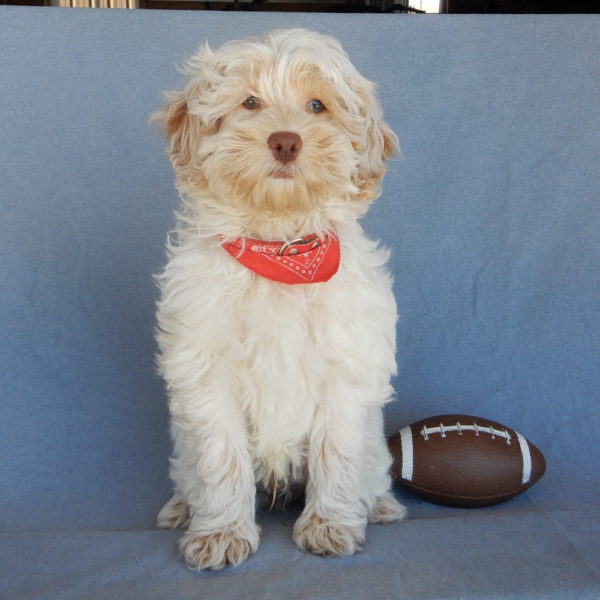 F1 Cockapoo Puppy for Sale