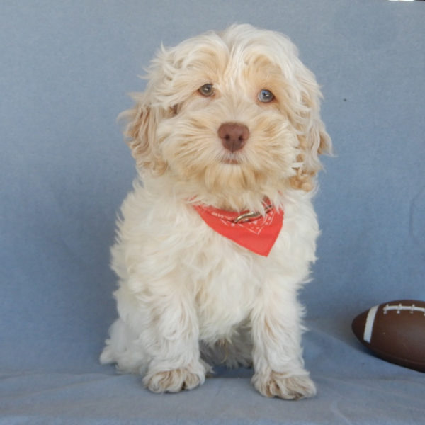 F1 Cockapoo Puppy for Sale