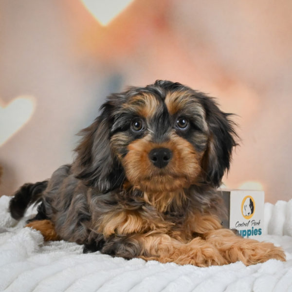 F1 Cavapoo Puppy for Sale